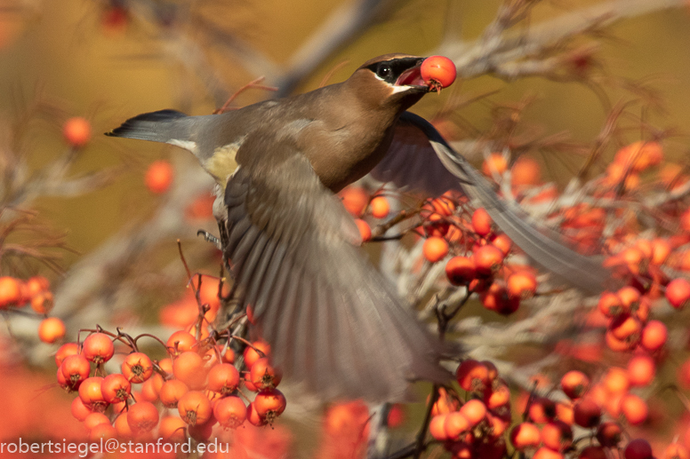 waxwing